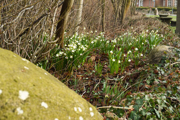 Photo of delicate springs flowers of snowdrops in green grass, the first spring flowers