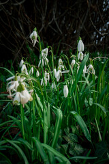 Photo of delicate springs flowers of snowdrops in green grass, the first spring flowers
