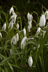 Photo of delicate springs flowers of snowdrops in green grass, the first spring flowers