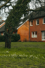 Photo of delicate springs flowers of snowdrops in green grass, the first spring flowers