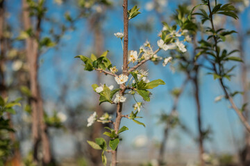 A tree with many branches and leaves, and a few flowers