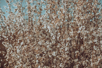A close up of a tree with many flowers