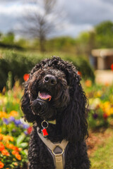 Black Golden Doodle in a garden