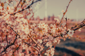A tree with pink flowers is in a field