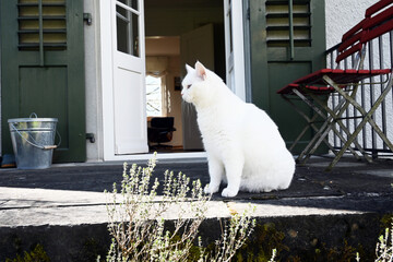 weisse Katze auf der Terrasse 