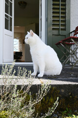 weisse Katze auf der Terrasse 