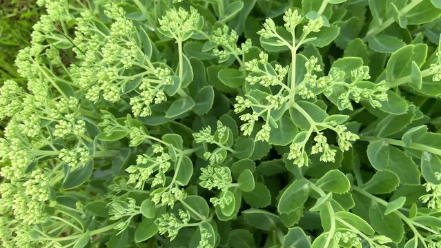 Hylotelephium telephium. Sedum telephium. Orpine flowers. Sedum Stonecrop in nature. Floral wallpaper. Green little young bush top view. Sedum medicinal plant. Blurred green background