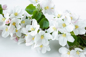 A beautiful sprig of an apple tree with white flowers against a white wooden background. Blossoming...