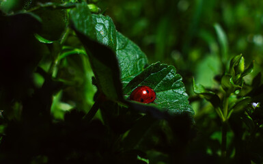 A ladybug is sitting on a leaf in a green field