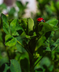 A ladybug is sitting on a leaf