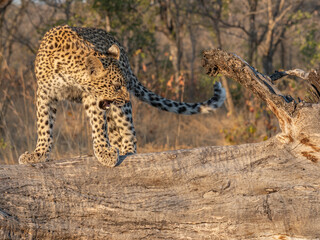 Großaufnahme eines jungen Leoparden (Panthera pardus), steht auf einem Ast und faucht - obrazy, fototapety, plakaty