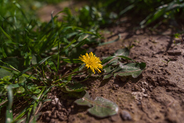 A yellow flower is on the ground in a field