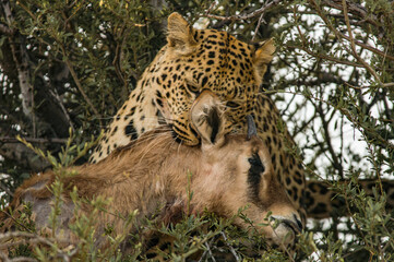 Leoparden (Panthera pardus) sitzt auf Baum, Antilope im Maul