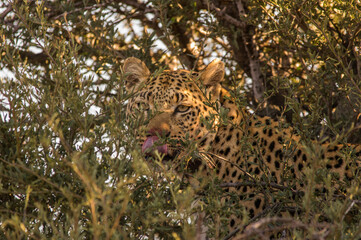Leoparden (Panthera pardus) sitzt auf Baum, schleckt sich mit Zunge über blutige Nase
