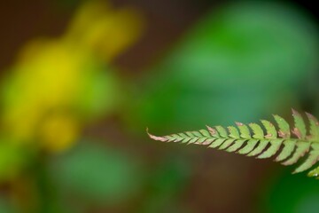 Vibrant green fern leaf with clusters of blurred yellow flowers in the background