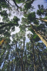 Vibrant tree canopy illuminated by a warm sunbeam, providing a picturesque backdrop