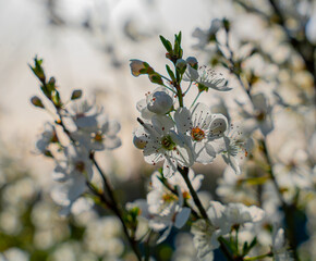 A close up of a bunch of white flowers with a bright sun shining on them