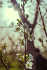 A tree with white flowers is in the foreground
