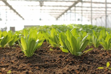 Obraz premium Scenic view of green crops in a greenhouse