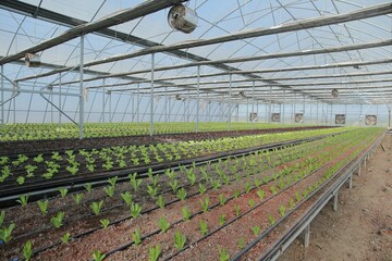 Scenic view of green crops in a greenhouse