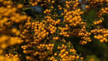 Vibrant, colorful shot of Pyracantha berries in a garden on a sunny autumn day