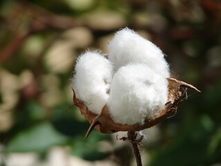 Pile of white cotton on a tree branch against a blurred background