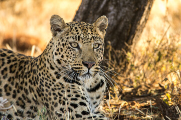 Leoparden (Panthera pardus) sitzt unter einem Baum, putzt sich