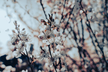 A close up of a tree with white flowers