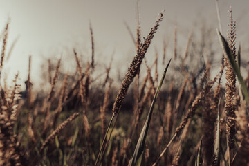 Obraz premium A field of tall grass with a few weeds in it
