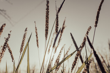 A field of tall grass with the sun shining on it