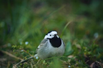 Selective focus shot of a white wagtail bird perched on a grassy field