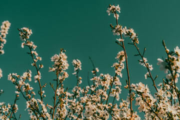 A field of white flowers with a blue sky in the background
