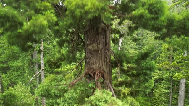 Aerial video of the Coast redwood tree in the green bright forest