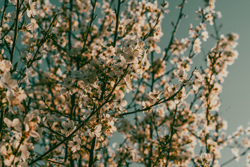 Fototapeta premium A tree with many white flowers is in the foreground