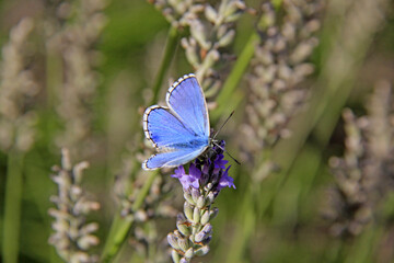 un papilllon argus bleu en plein travail - 773123350