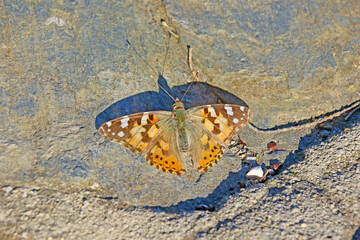 un papillon posé sur le sol - 773123502