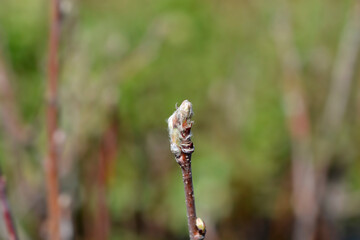 Alder-leaved serviceberry Mandam branch with buds