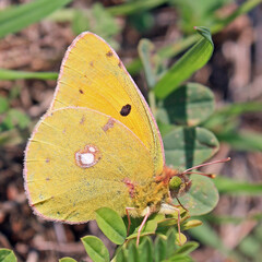 Le papillon jaune à l oeil vert - 773123529
