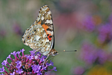 un machaon en action de butiner