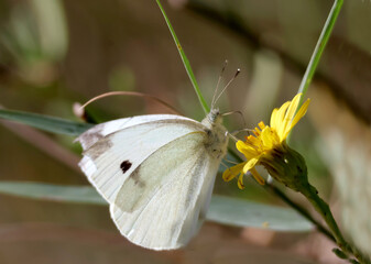 Un papillon blanc posé sur une fleur