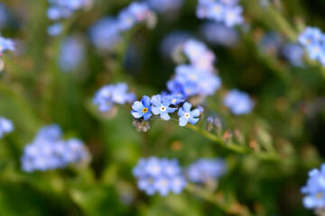 Woodland forget-me-not flowers