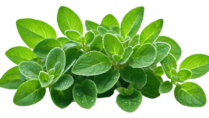 Bunch of fresh green herbs transparent background