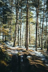 Snowy winter scene with a winding mountain road surrounded by densely wooded forests