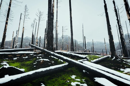 Scene of devastation in a snowy forest after a fire in Bohemian Switzerland National Park
