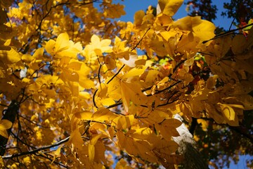 a tree with some yellow leaves near by, and the blue sky above