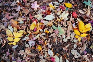 a close up view of some yellow, red and orange leaves