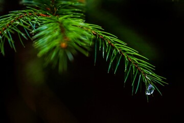 Close-up of a pine branch with water droplets hanging from the needles