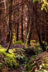 Vertical of a narrow footpath in a serene wooded area