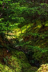 Vertical of a narrow footpath in a serene wooded area