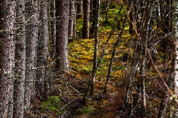 Fototapeta premium Scenic view of a lush forest with green trees
